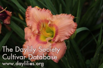 Daylily A Kiss from Your Lips